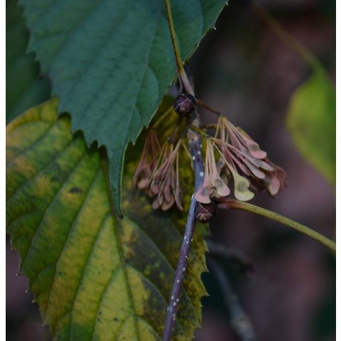 Euptelea pleiosperma
