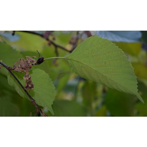 Euptelea pleiosperma