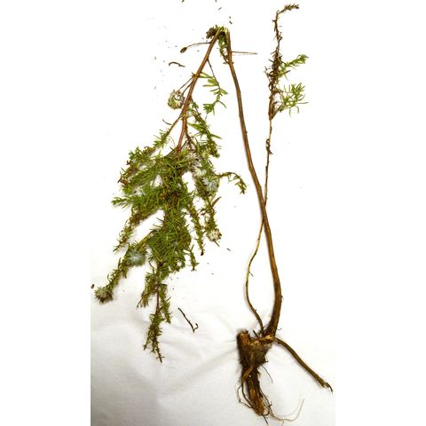 Symphyotrichum ericoides