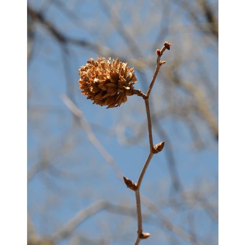 Betula maximovicziana