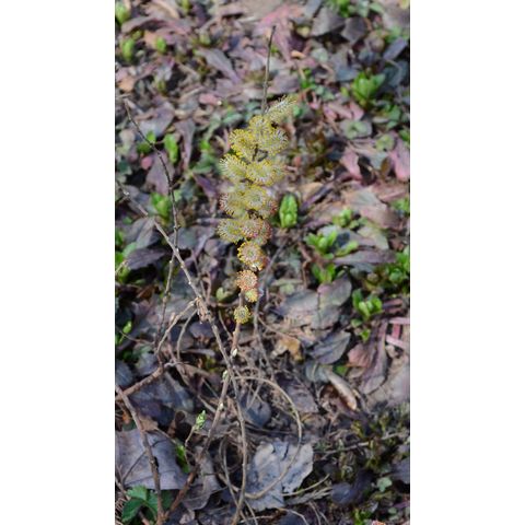 Salix subopposita 'Ginryu'