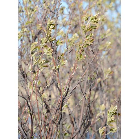 Amelanchier alnifolia