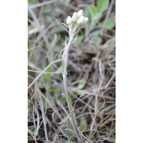Antennaria parvifolia