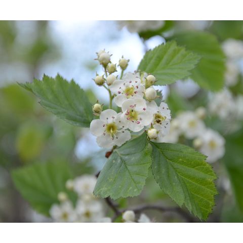 Crataegus chrysocarpa