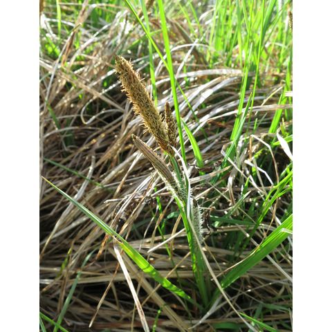 Carex emoryi