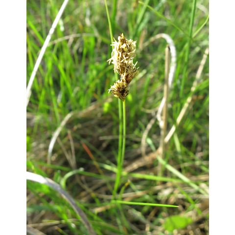 Carex filifolia