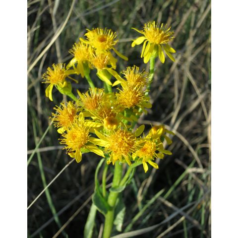 Senecio integerrimus