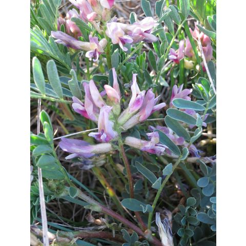 Astragalus crassicarpus