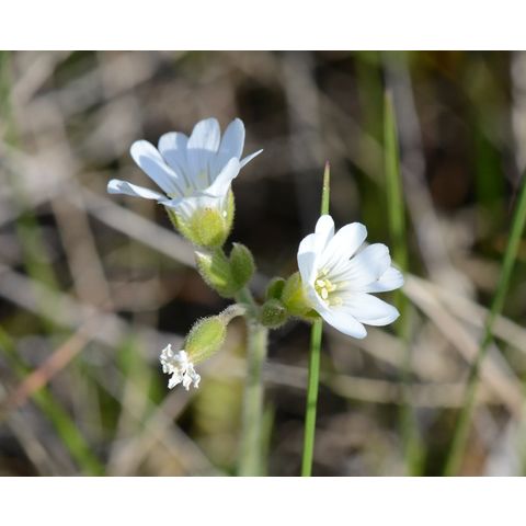 Cerastium arvense