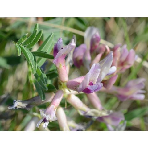 Astragalus crassicarpus