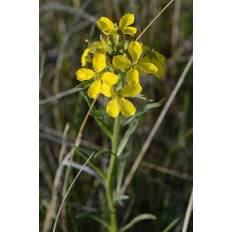 Erysimum asperum