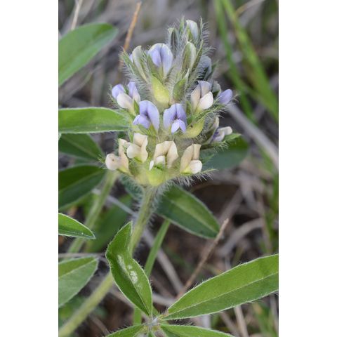 Pediomelum esculentum