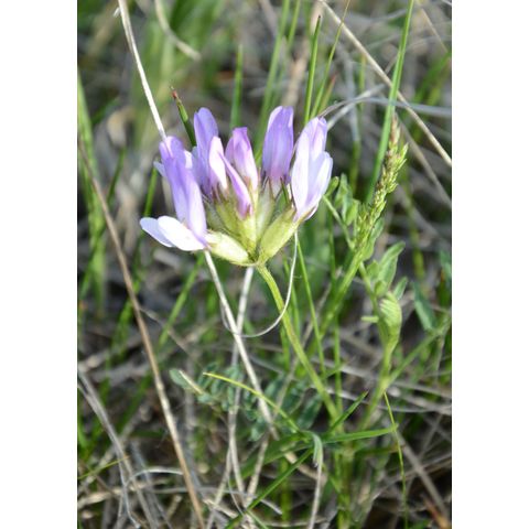 Astragalus agrestis