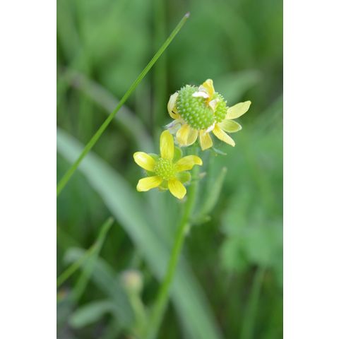 Ranunculus rhomboideus