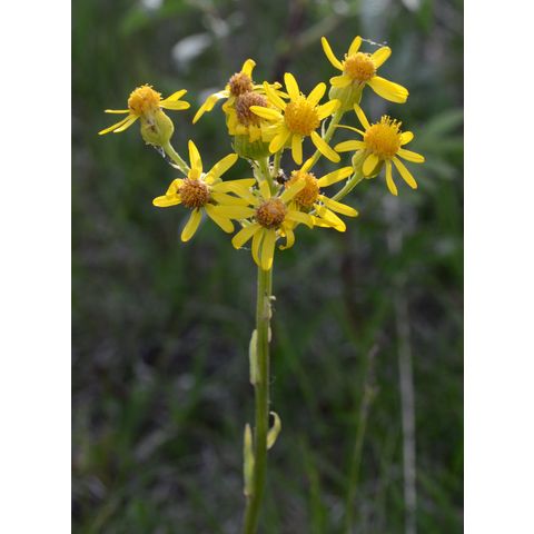 Senecio integerrimus