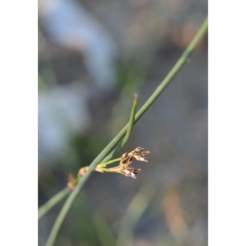 Juncus arcticus