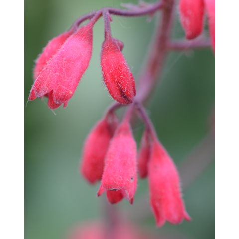 Heuchera 'Ruby Mist'