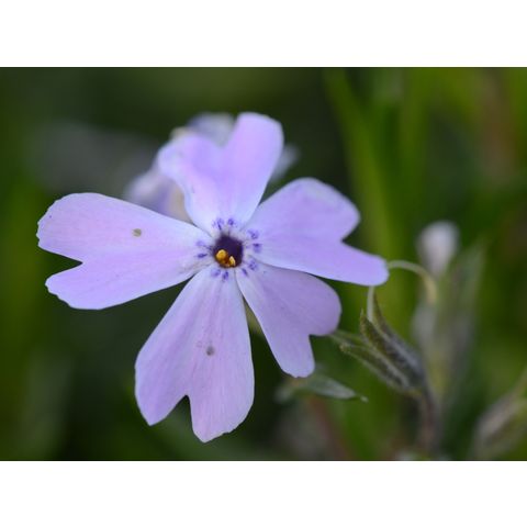 Phlox subulata