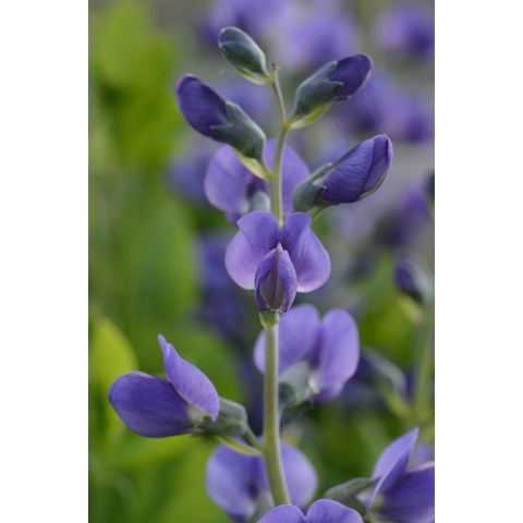 Baptisia australis