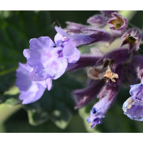 Nepeta 'Walker's Low'
