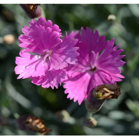 Dianthus gratianopolitanus 'Firewitch'