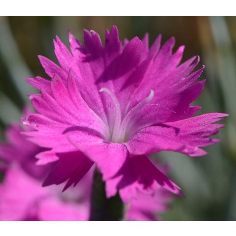 Dianthus gratianopolitanus 'Firewitch'