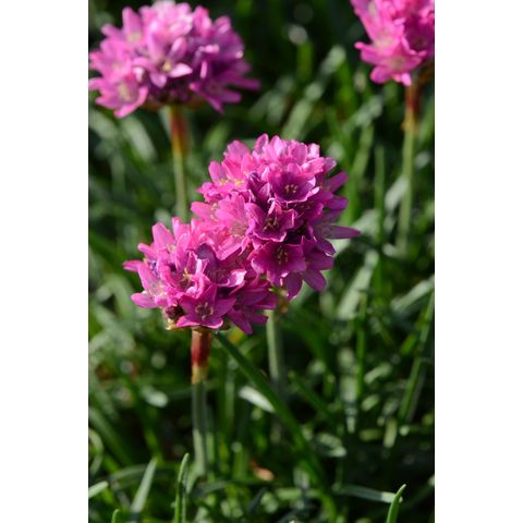 Armeria maritima 'Bloodstone'