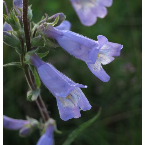 Penstemon gracilis
