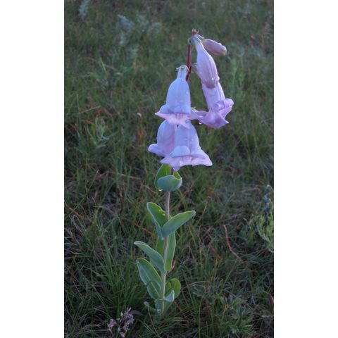 Penstemon grandiflorus