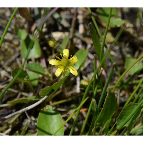 Ranunculus cymbalaria