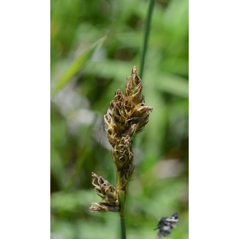Carex parryana