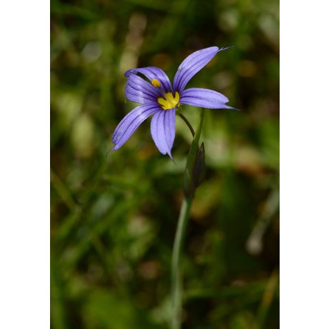 Sisyrinchium montanum