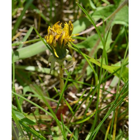 Taraxacum officinale