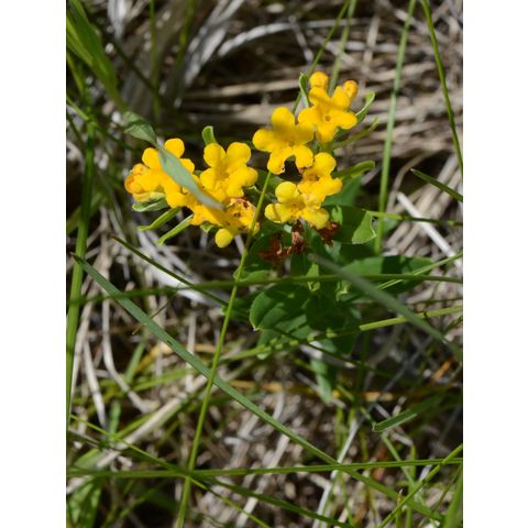 Lithospermum canescens
