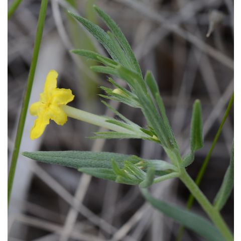 Lithospermum incisum
