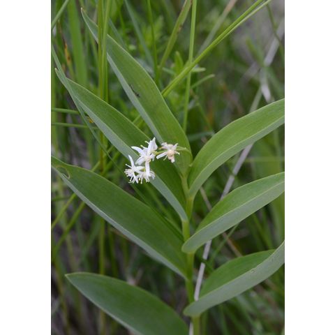 Maianthemum stellatum