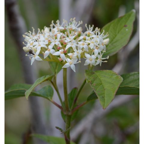 Cornus sericea