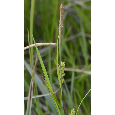Carex aurea
