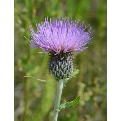 Cirsium flodmanii