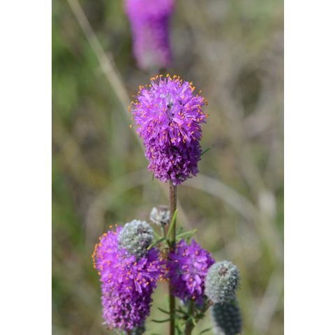 Dalea purpurea