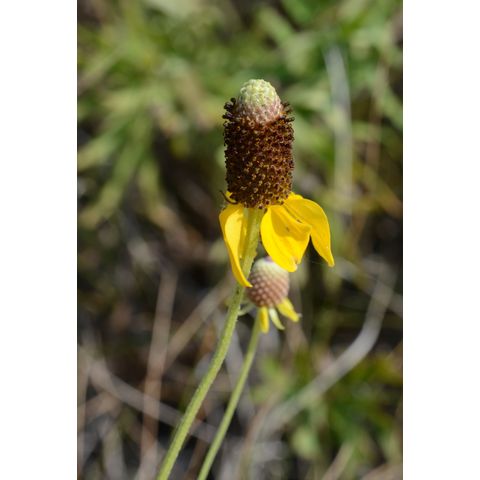 Ratibida columnifera