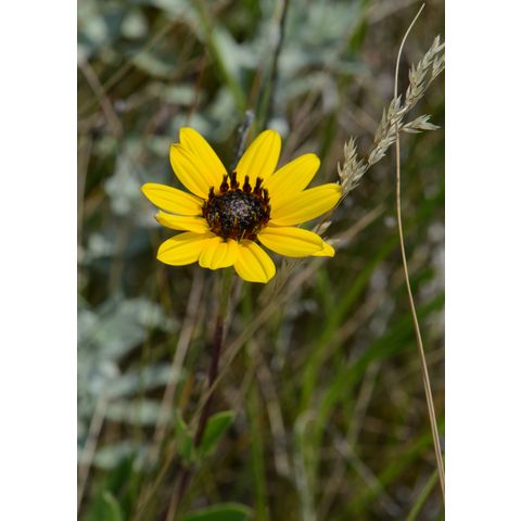 Helianthus pauciflorus
