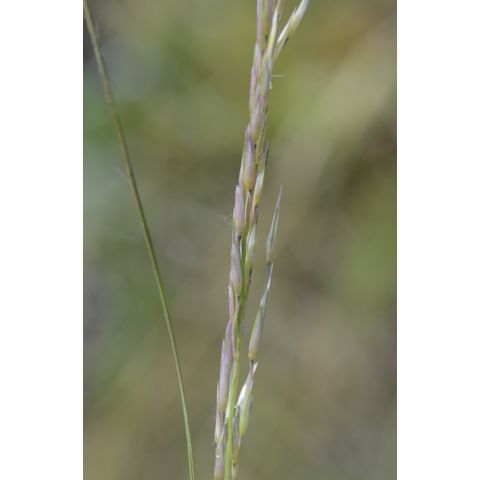 Calamovilfa longifolia