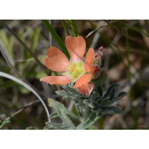 Sphaeralcea coccinea