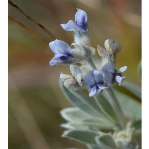 Pediomelum argophyllum