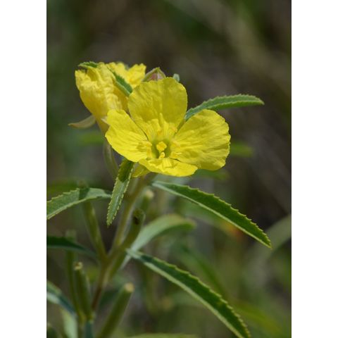 Calylophus berlandieri
