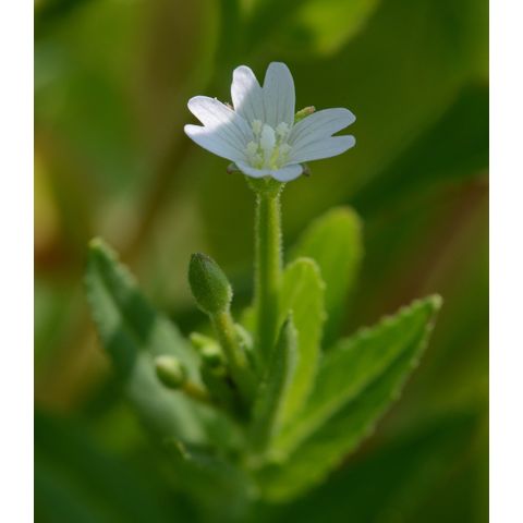Epilobium ciliatum