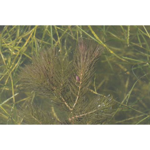 Ceratophyllum demersum