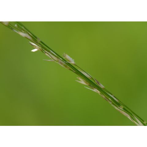 Muhlenbergia richardsonis