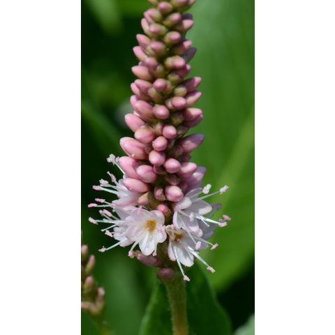Polygonum amphibium